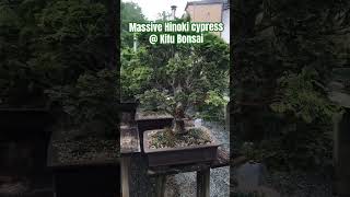 shorts bonsai plants gardening This Hinoki cypress bonsai tree was just amazing [upl. by Ahsed42]