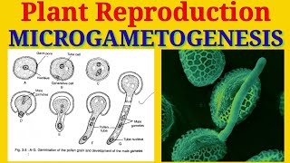 Microgametogenesis  Production of Male Gametes inside the Pollen grains  Plant Reproduction [upl. by Correna113]