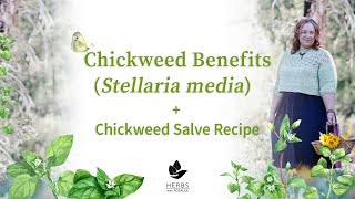 Chickweed Benefits Stellaria media  Chickweed Salve Recipe [upl. by Htaek]