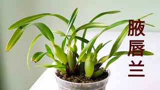 Maxillaria tenuifolia and Maxillaria variabilis 腋唇兰 [upl. by Yecaw580]