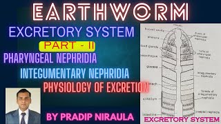 EARTHWORM EXCRETORY SYSTEMPART2 I CLASS11 I PHARYNGEALamp INTEGUMENTARY NEPHRIDIA I PRADIP NIRAULA [upl. by Worl]