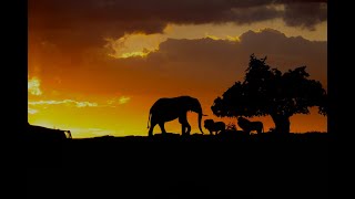 Masai Mara 2023 Part I [upl. by Lyrehc]