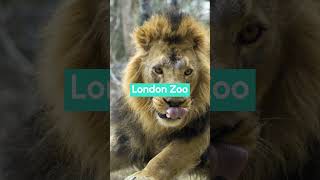 Go City  Visit Londons best attractions over 100 to choose from  Save up to 50 with Go City [upl. by Auehsoj826]