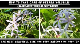 Care and Repotting of Petrea Volubilis Plant in Containers or Pots [upl. by Joyan]