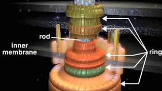 bacterial flagellum [upl. by Greenberg]