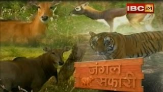 JUNGLE SAFARI NEW RAIPUR  IBC24 [upl. by Anidan]