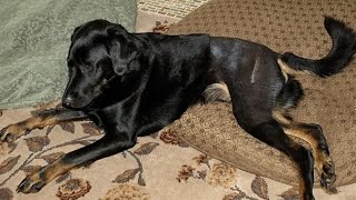 Home Remedies for Hip Dysplasia In Dogs [upl. by Niwdog]