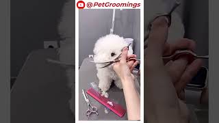 CUTEST Shih Tzu Gets a HAIRCUT 🐶 2024 puppy doggroominglife dogbreed pets groominglife [upl. by Sumahs320]