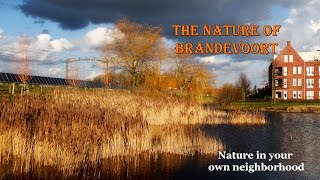 The nature of Brandevoort Full HD [upl. by Allisurd950]