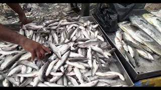 Bangalore Shivaji Nagar fish market  🦀🦞🦑 [upl. by Atekahs444]