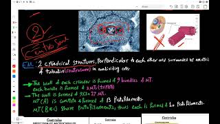 Cytoskeleton amp Cytoplasmic Inclusions [upl. by Nomde581]