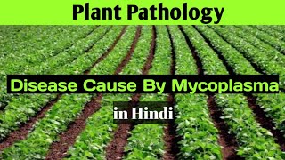 Plant Pathology  Diseased Cause By Mycoplasma or Phytoplasma  Disease in Plants Cause By Mollicute [upl. by Tedda469]