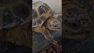 turtle reptiles animals pets shortvideo shorts reels snake lizard cute baby barbie [upl. by Alleras]