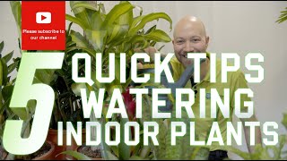 5 Quick tips on watering your indoor plants [upl. by Elyc]