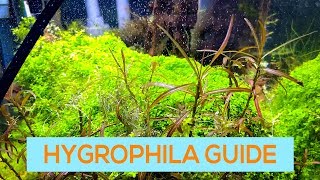 HYGROPHILA BLUE WILLOW ARAGUAIA  EASY AQUARIUM STEM PLANT GUIDE [upl. by Adnawyek510]