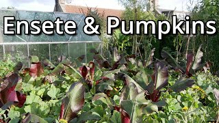 Ensete Banana and Pumpkin Grove [upl. by Gualtiero526]