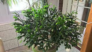 ThanksgivingChristmas cactus care When do I repot Why are branches falling out of it August care [upl. by Pan]