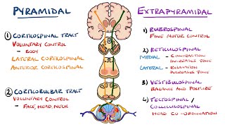 Ascending Tracts  Dorsal Column Medial Lemniscus Pathway [upl. by Dhiren10]