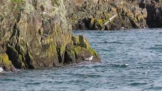 Bonaparte’s amp mergansers on windy day Nov 1 2024 PNW [upl. by Prussian]