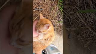 Rescue family cat kittenrescue babyanimal rescuekitty babybird babyanimals savekittens [upl. by Mezoff]