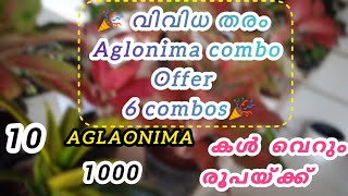 AGLAONEMA OFFER FESTIVAL Yeryusu jennath [upl. by Aver]