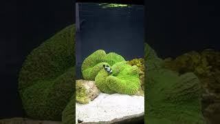 Time lapse Feeding the giant carpet anemone [upl. by Almallah647]