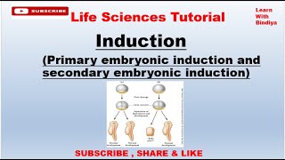 Induction  Primary Embryonic Induction  Developmental Biology  Spemanns Experiments [upl. by Nwahsat250]