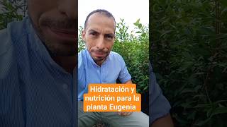 HIDRATACIÓN Y NUTRICIÓN PARA LA PLANTA EUGENIA [upl. by Chiarra]