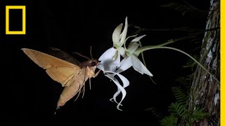 Rare Ghost Orchid Has Multiple Pollinators  Short Film Showcase [upl. by Rosabella]