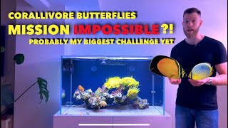 Project Keeping obligate corallivore butterflyfish in a reef tank  impossible [upl. by Immanuel213]