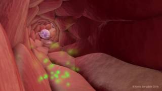 Extravasation of Neutrophils [upl. by Enyal845]