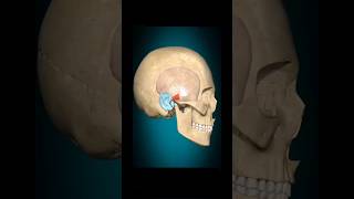 auricularis anterior muscle action 3danimation radiology anatomy virlshorts [upl. by Eltotsira]