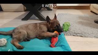 SABLE German Shepherd colour change from puppy to 1 year [upl. by Marra]