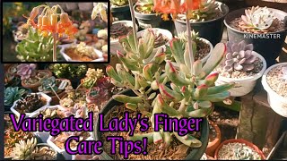 Variegated Ladys Finger Lowland Care Tips requested by M Lynzkie [upl. by Channing]