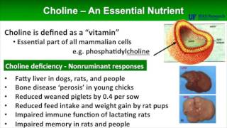 Choline A Required Nutrient [upl. by Rube995]