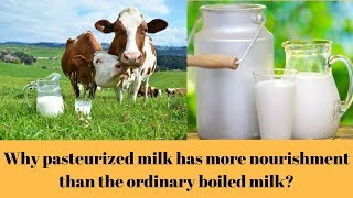 Why pasteurized milk has more nourishment than the ordinary boiled milk [upl. by Munro411]