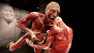 Body Worlds Exhibit  Houston Museum of Natural Science  Houston Texas USA [upl. by Elgna]