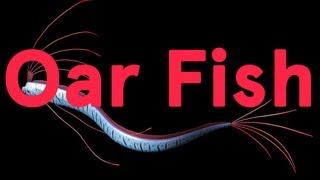 Oar Fish Song A Day 1623 [upl. by Acinomaj]