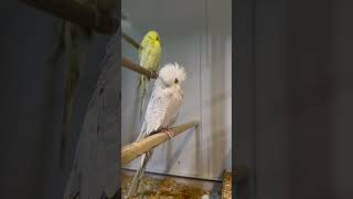 Exhibition budgies parrot 🦜 😍 ❤️ budgiesinfo birdbreeding budgies budgieslovers budgiesbreedin [upl. by Sauder]