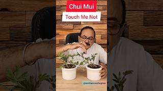 छुई मुई का पौधा छूने से करता है अनूठी प्रतिक्रिया  Chui Mui  Touch Me Not Plant Mimosa Pudica [upl. by Yclehc]