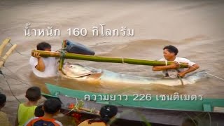 Giant CatFish ปลาบึกแม่น้ำโขง การอนุรักษ์ไร้พรมแดน [upl. by Ecinerev727]