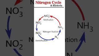 Nitrogen Cycle amp Bacteria microbiology [upl. by Nnave750]