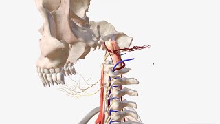 Vertebral Artery  Anatomy Branches amp Relations [upl. by Hceicjow]