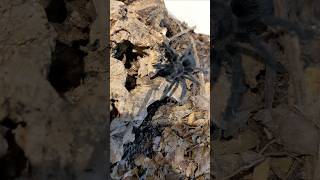 When you Brazilian Black Molts 😂 tarantulas spider tarantula nature [upl. by Leverett]