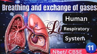 Breathing and exchange of gases class 11th BiologyNeet NCERT CBSE [upl. by Carree]