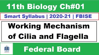 Working Mechanism of Cilia and Flagella  cilia and flagella  Ilmi Stars Academy [upl. by Marks]