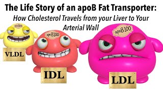 The Life Story of an apoB Lipoprotein How Cholesterol is Transported Into Your Arterial Wall [upl. by Harol]