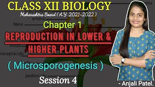 Class XII BIOLOGY REPRODUCTION IN LOWER AND HIGHER PLANTS  Microsporogenesis [upl. by Hjerpe]