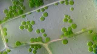 Cyclosis  Cytoplasmic streaming in plant cells Elodea  DIC microscope 1250x [upl. by Assiron]