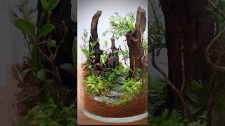 Closed terrarium with aquatic plants [upl. by Karney]